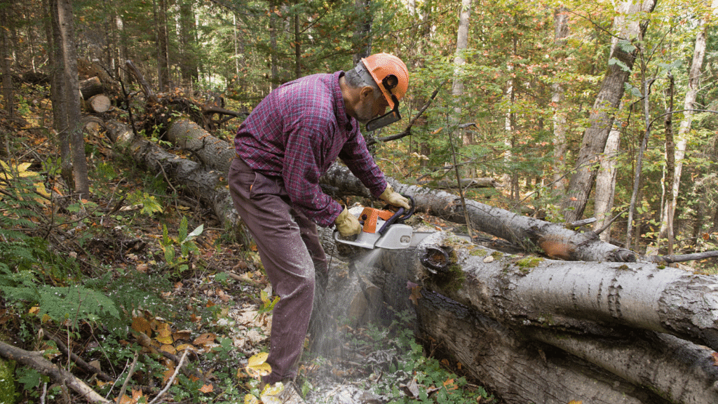 Secenje drveta