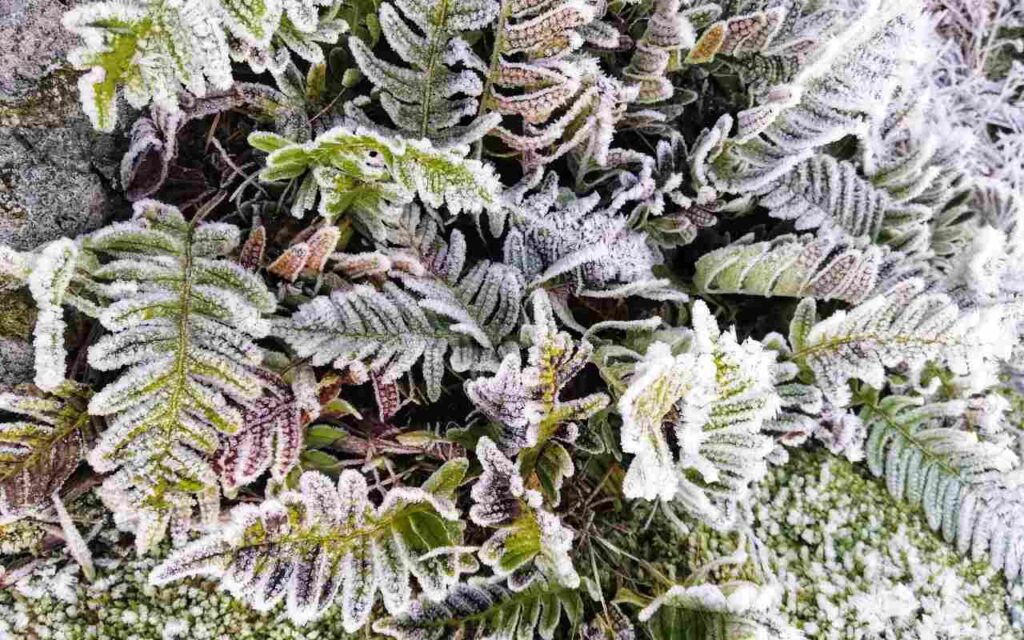 Mraz na biljci